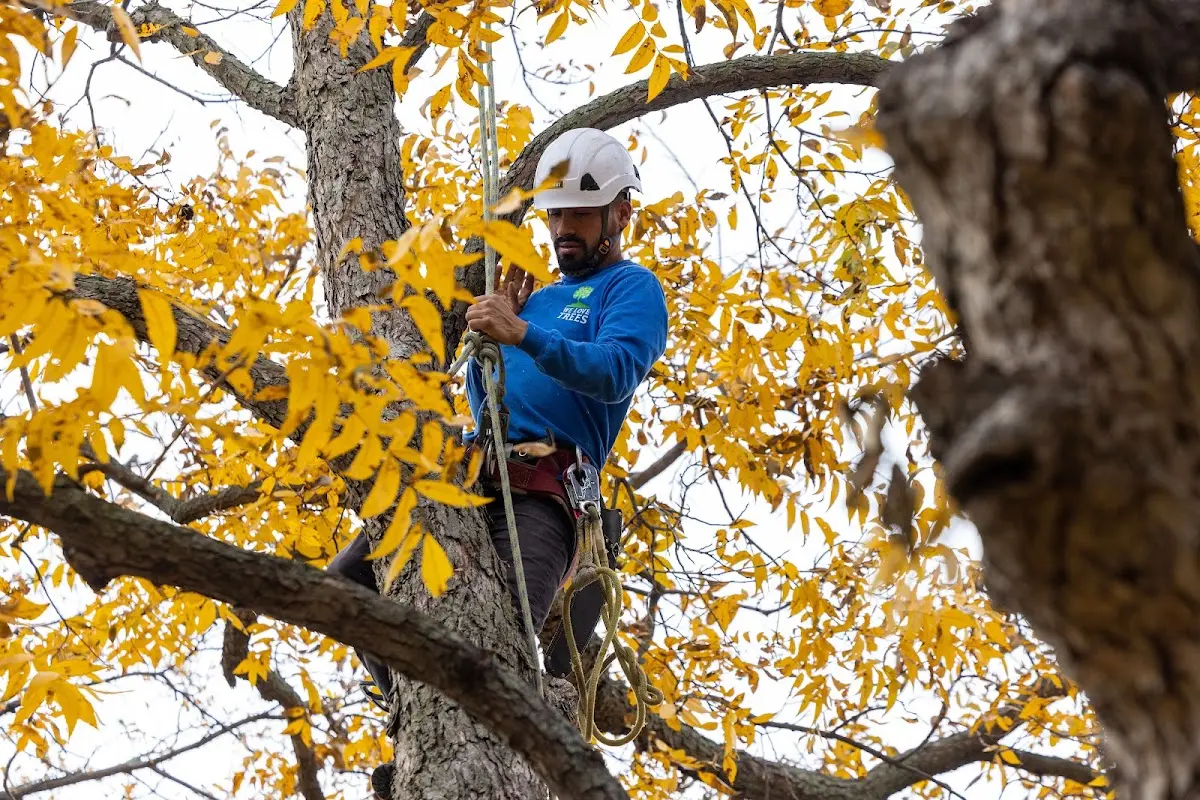 Skilled Tree Trimming crew working in Roosevelt