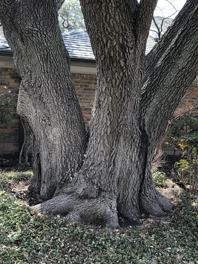 Mature heritage tree close to a Roosevelt property cared for by certified arborists